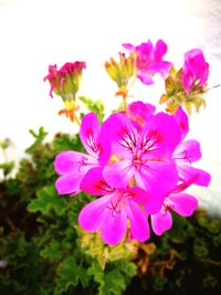 Close-up of pink flowering plant