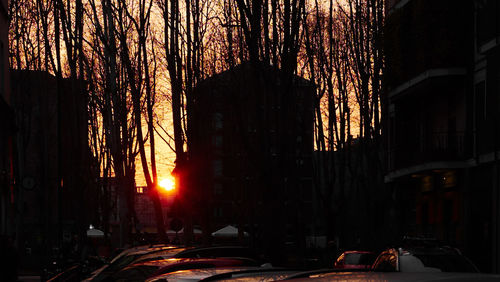 Sun shining through trees