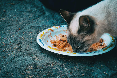 Close-up of cat eating food in plate