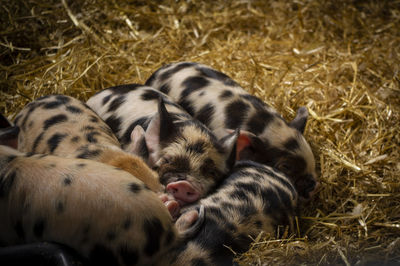 Piglets sleeping cuddled together