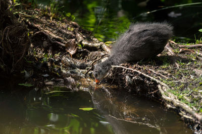 Eurasian coot drinking water in pond