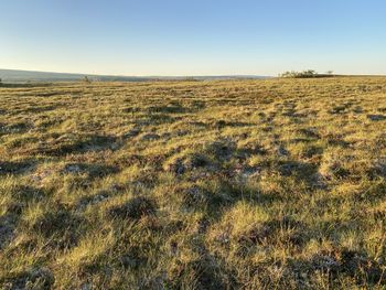 Scenic view of field against clear sky