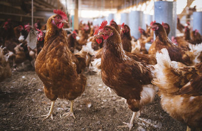 Flock of birds in a farm