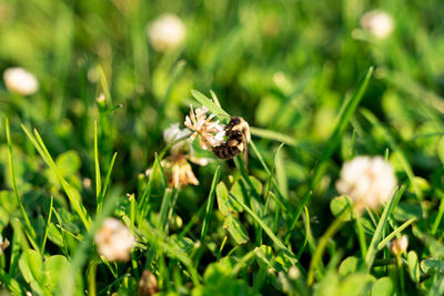 Close-up of insect on flower