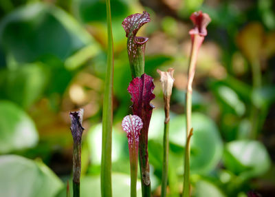 Close-up of purple flowering plant