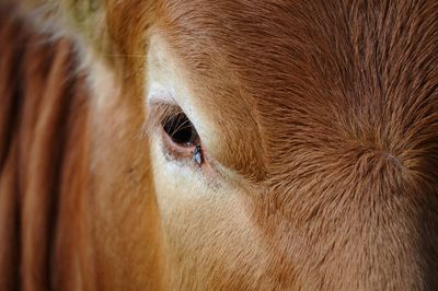 Close-up of cow