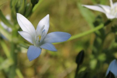 Close-up of white flowering plant