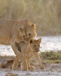 Lioness with cub on ground