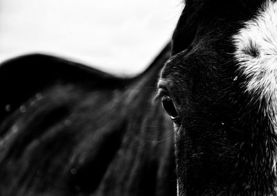 Close-up of horse