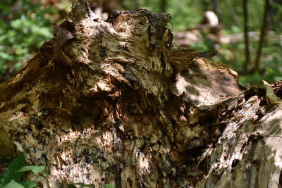 Close-up of tree stump