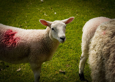 Sheep standing in a field