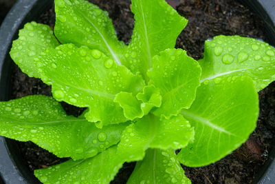 High angle view of wet plant leaves during rainy season