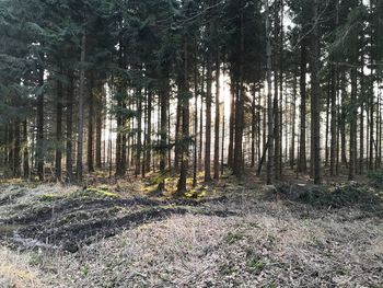 Trees growing on field in forest