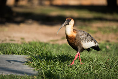 Close-up of bird perching on grass