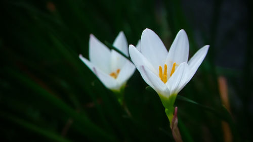 Close-up of white flowering plant