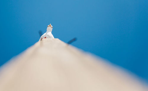 Low angle view of seagull perching