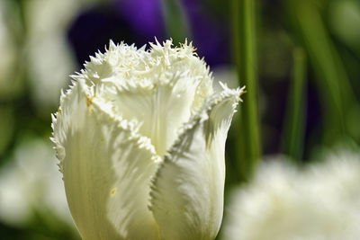 Close-up of white rose flower