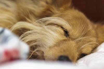 Close-up of dog sleeping on bed