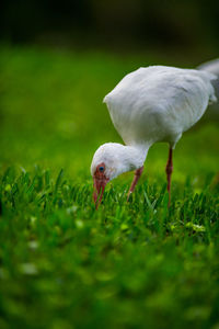 Close-up of a bird on field