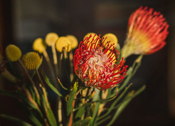 Close-up of red flowering plant