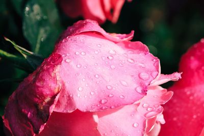 Close-up of raindrops on pink rose