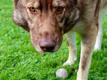 Close-up portrait of dog sticking out tongue on grass