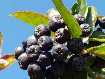 Close-up of blackberries against blue sky