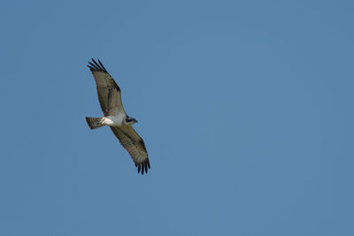 Low angle view of seagull flying in sky