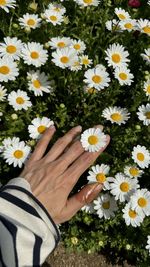 Close-up of white daisy flowers