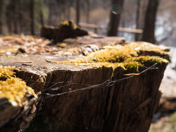 The glare of the spring sun in the forest web caught on a tree