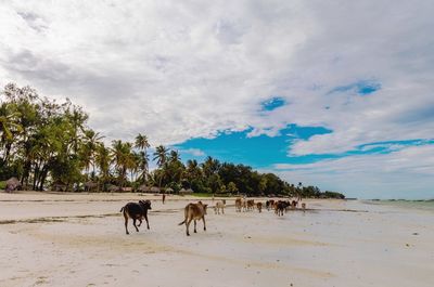 Horses on beach against sky