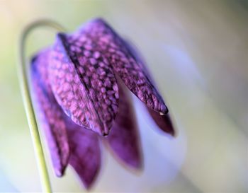 Close-up of purple flowering plant