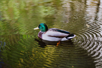 Duck swimming in lake