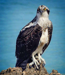 Close-up of owl perching on rock