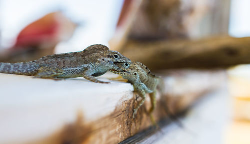 Close-up of lizards