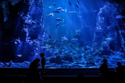 Silhouette man swimming in aquarium