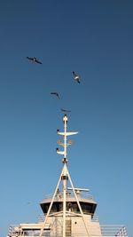 Low angle view of seagulls flying