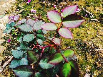 High angle view of flowering plant on field