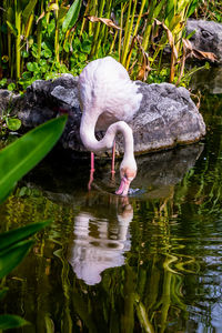 Duck drinking water in a lake