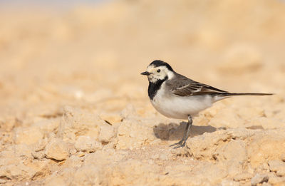 Close-up of a bird