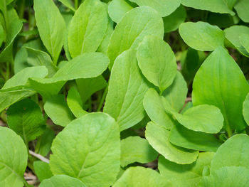 Full frame shot of leaves