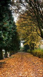 Fallen leaves on road
