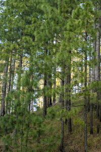 Trees in forest