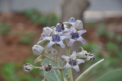 Close-up of white flowering plant