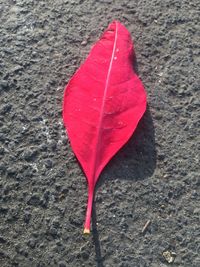 Close-up of red leaf on sand