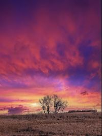 Tree on field against sky during sunset