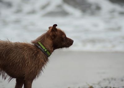 Dog standing by sea