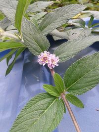 Close-up of plant