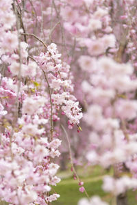 Close-up of pink cherry blossoms in spring