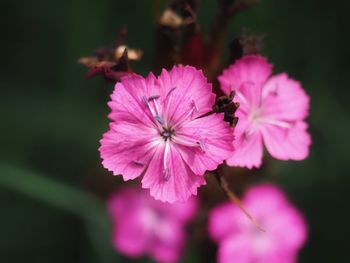 Close-up of honey bee on pink flowering plant